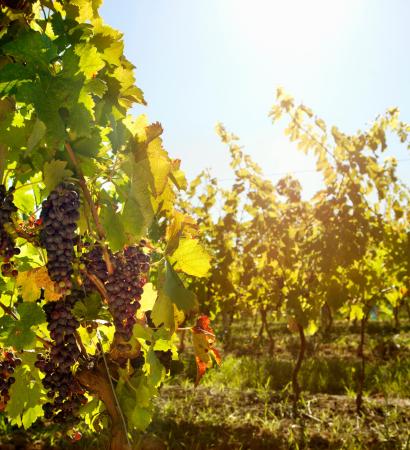 viñedo-1