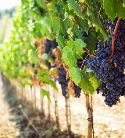 Tuscan vineyard with red grapes ready for harvest.